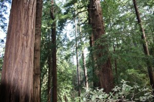 redwood4